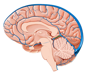 Great cerebral vein (#10389)