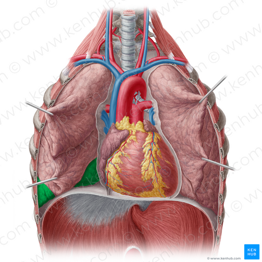 Inferior lobe of right lung (#4827)