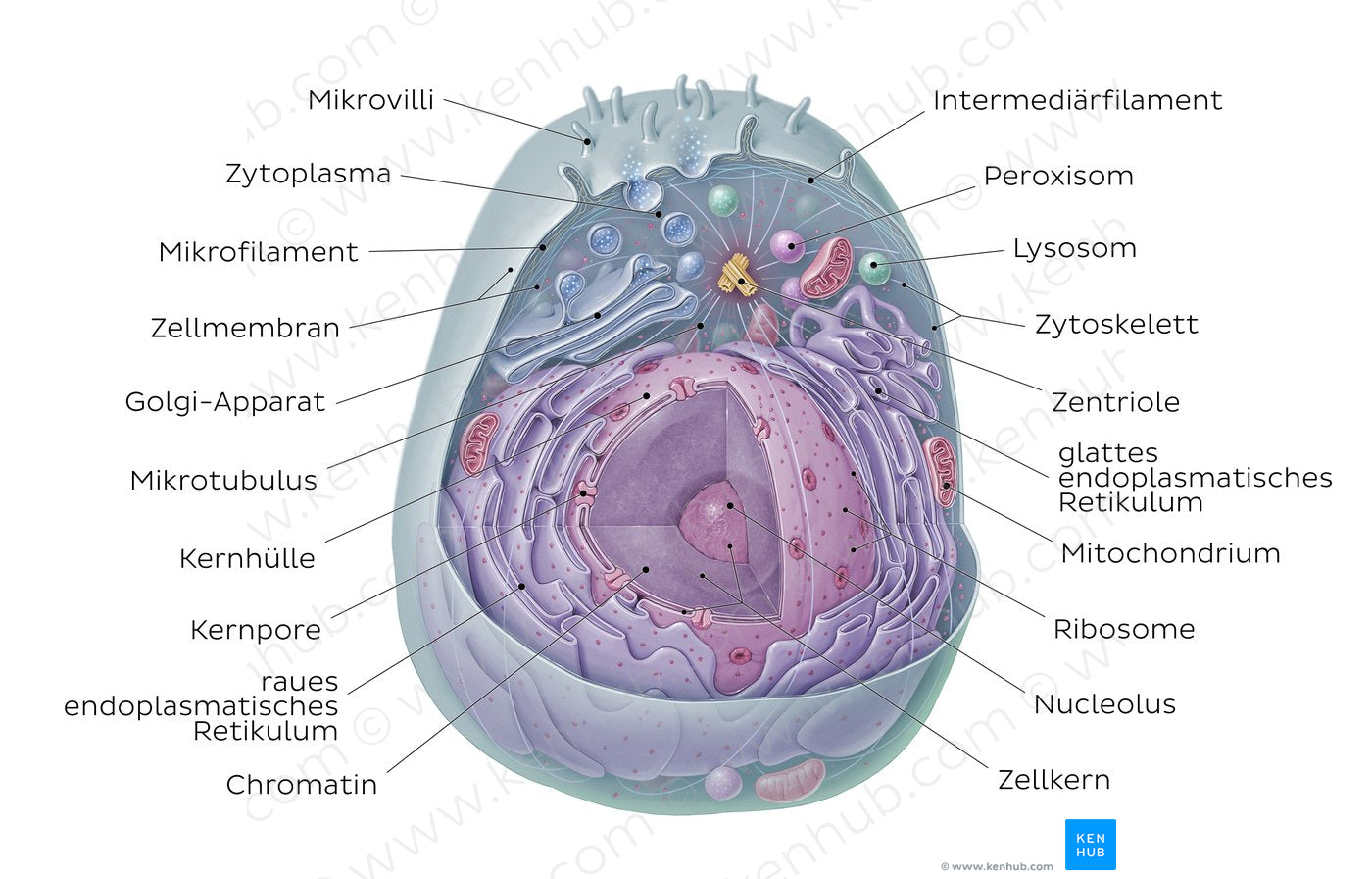 Eukaryotic cell (German)