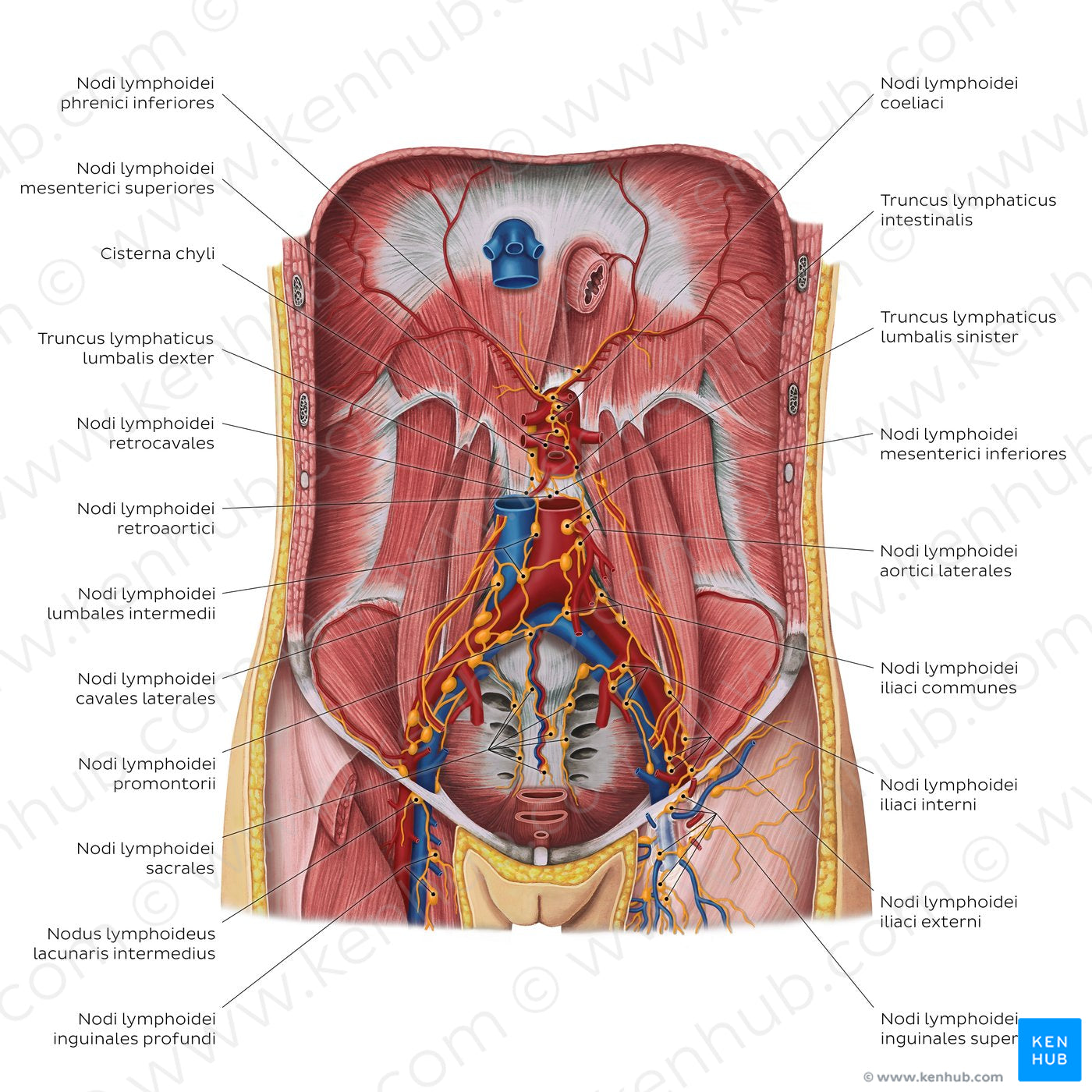Lymphatics of the posterior abdominal wall (Latin)