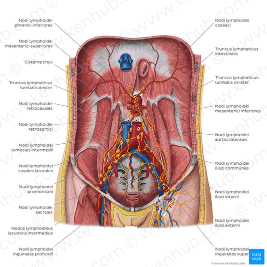 Lymphatics of the posterior abdominal wall (Latin)