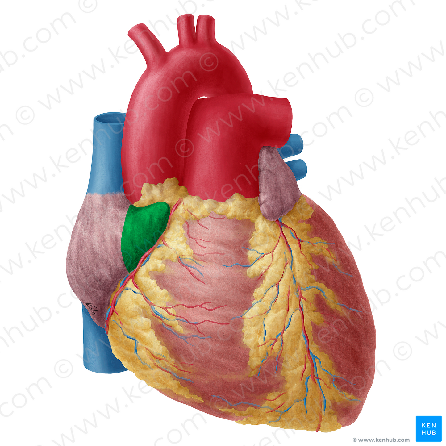 Right auricle of heart (#2122)