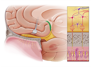 Paraterminal gyrus (#4194)