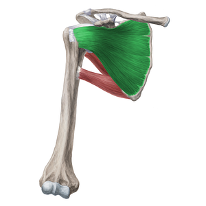 Subscapularis muscle (#6044)