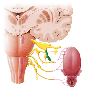 Mandibular nerve (#6544)