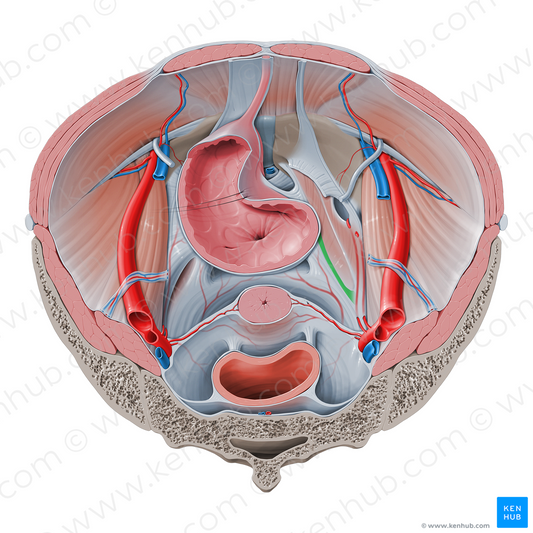Tendinous arch of pelvic fascia (#855)