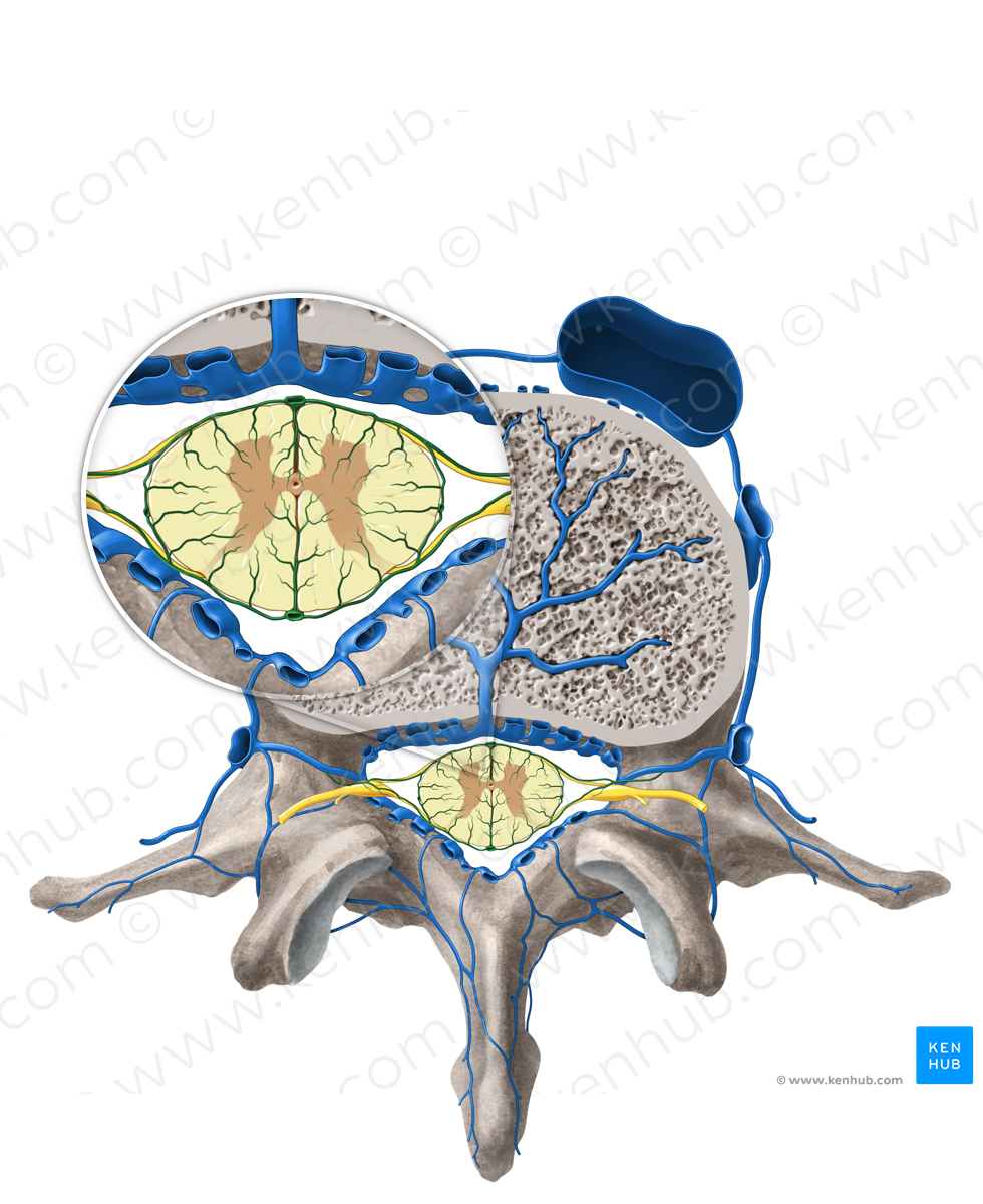 Radicular vein (#10521)