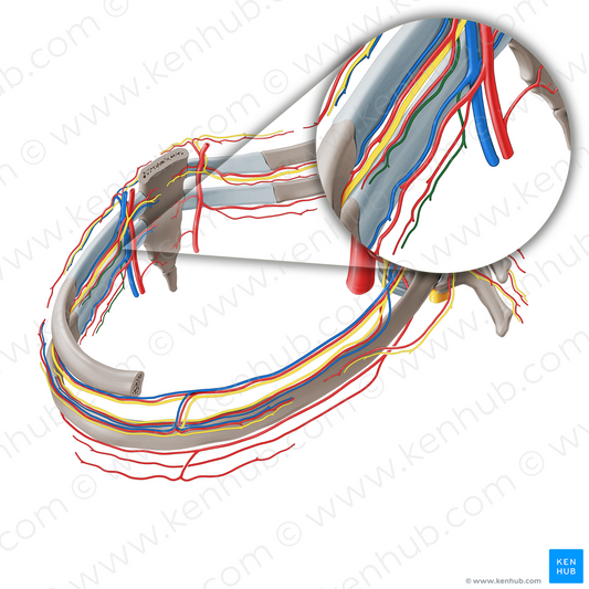 Collateral branch of anterior intercostal vein (#19718)