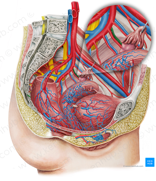 Left uterine vein (#10669)