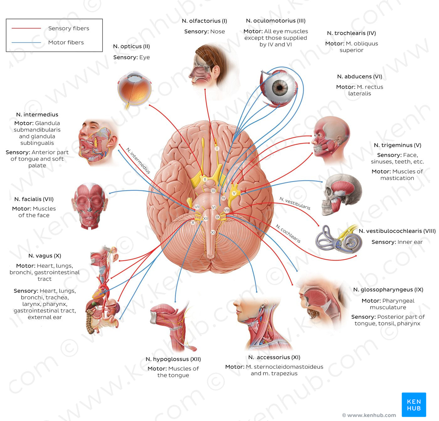 12 cranial nerves (diagram) (Latin)
