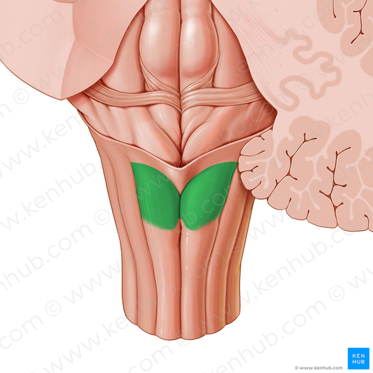 Gracile tubercle (#9726)