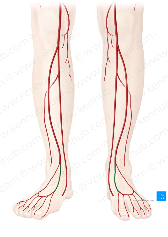 Dorsalis pedis artery (#1112)