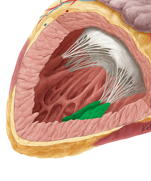 Inferior papillary muscle of left ventricle (#5716)