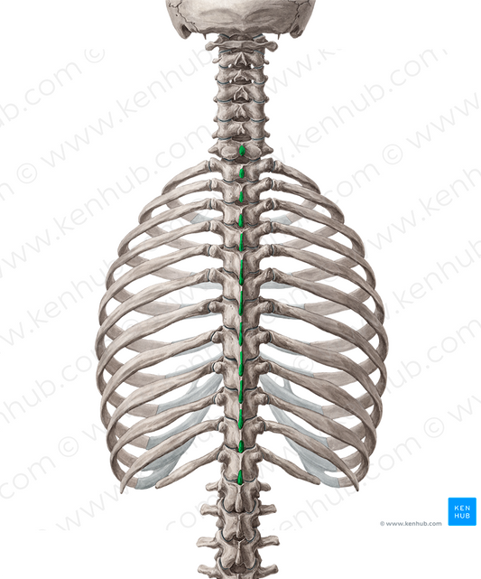Spinous processes of vertebrae C7-T12 (#8256)