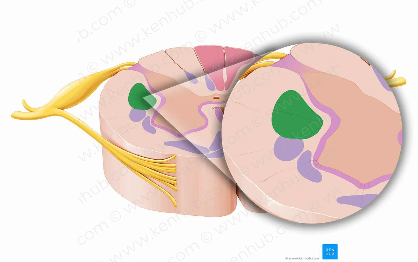 Lateral corticospinal tract (#12048)