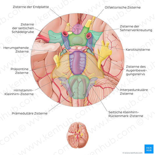 Subarachnoid cisterns of the brain (Inferior view) (German)