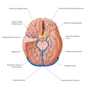 Cerebral veins - basal view (English)