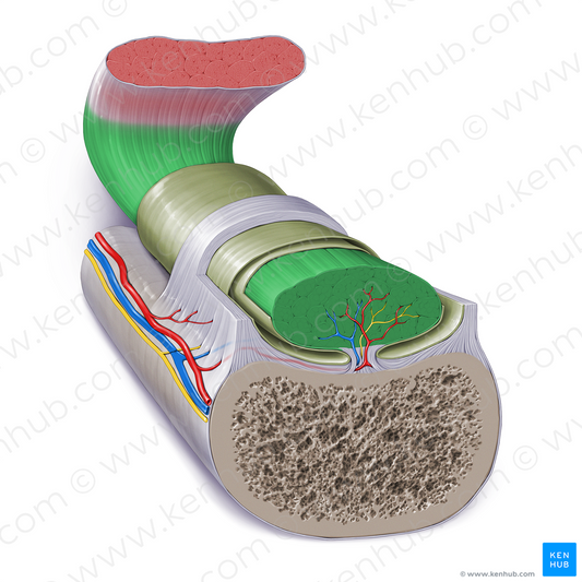 Tendon (#17256)