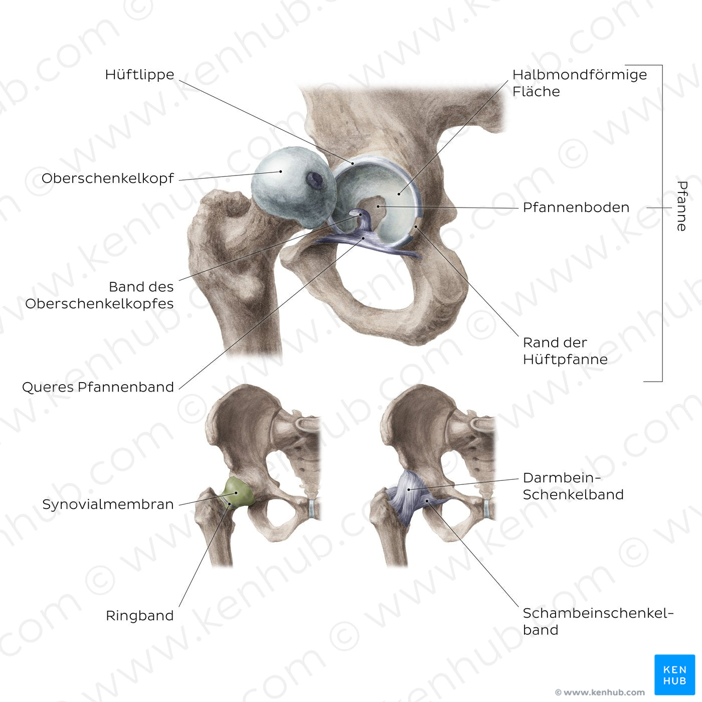 Hip joint (German)