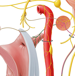 Tubal branch of tympanic plexus (#8827)