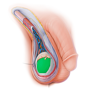 Tunica albuginea of testis (#18801)