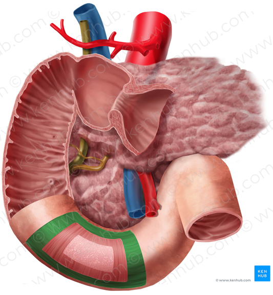 Longitudinal layer of muscular coat of duodenum (#9168)