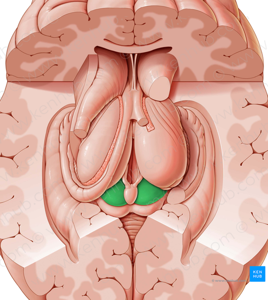 Superior colliculus (#2673)