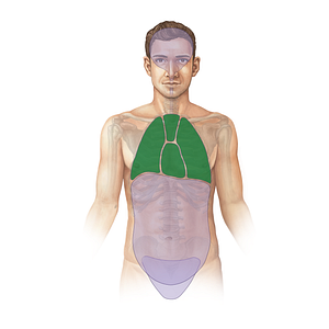 Thoracic cavity (#11703)