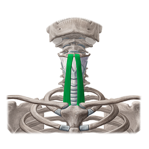 Sternohyoid muscle (#6015)