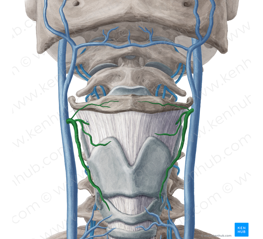 Superior thyroid vein (#10653)