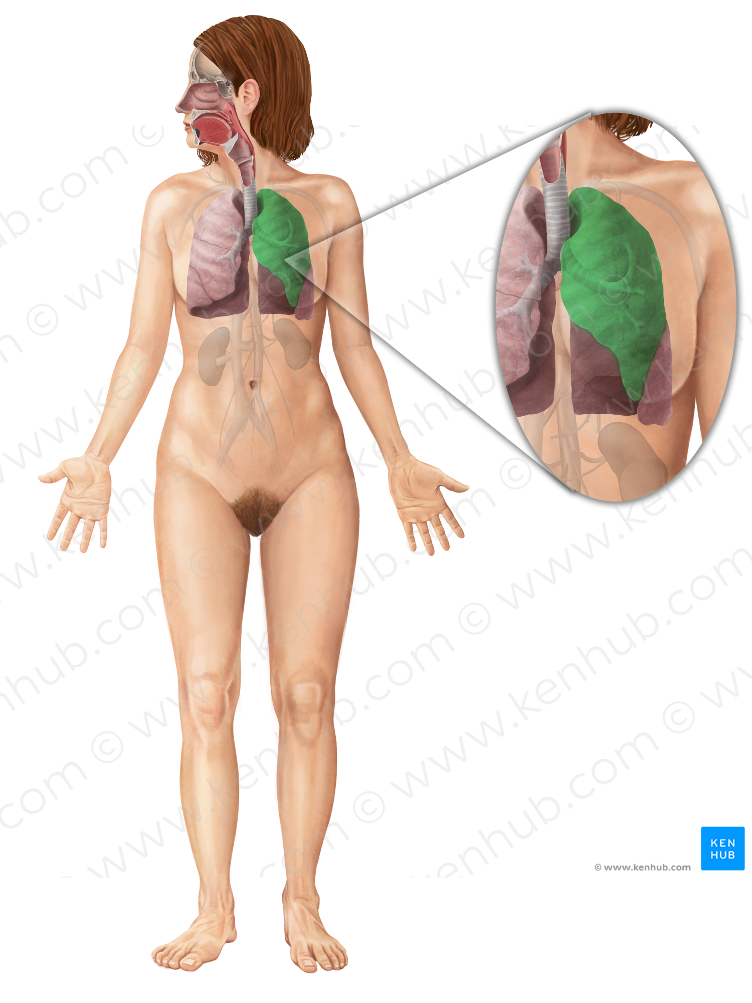 Superior lobe of left lung (#4876)