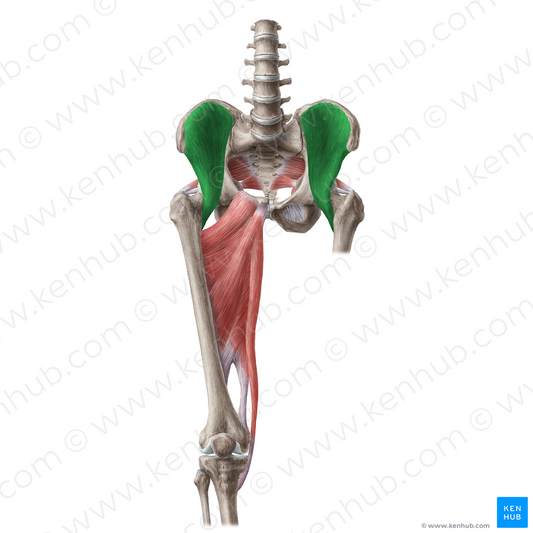 Iliacus muscle (#19641)