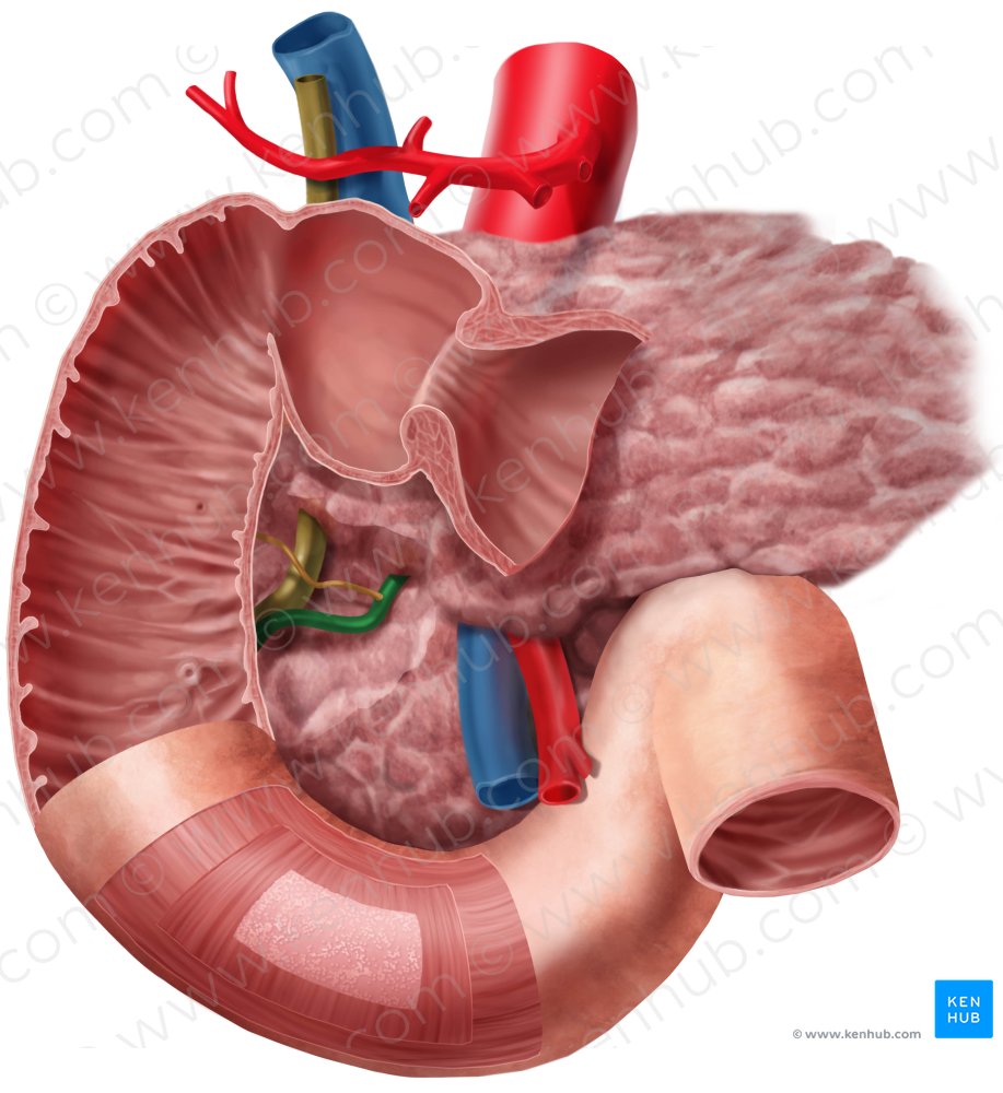 Pancreatic duct (#3333)