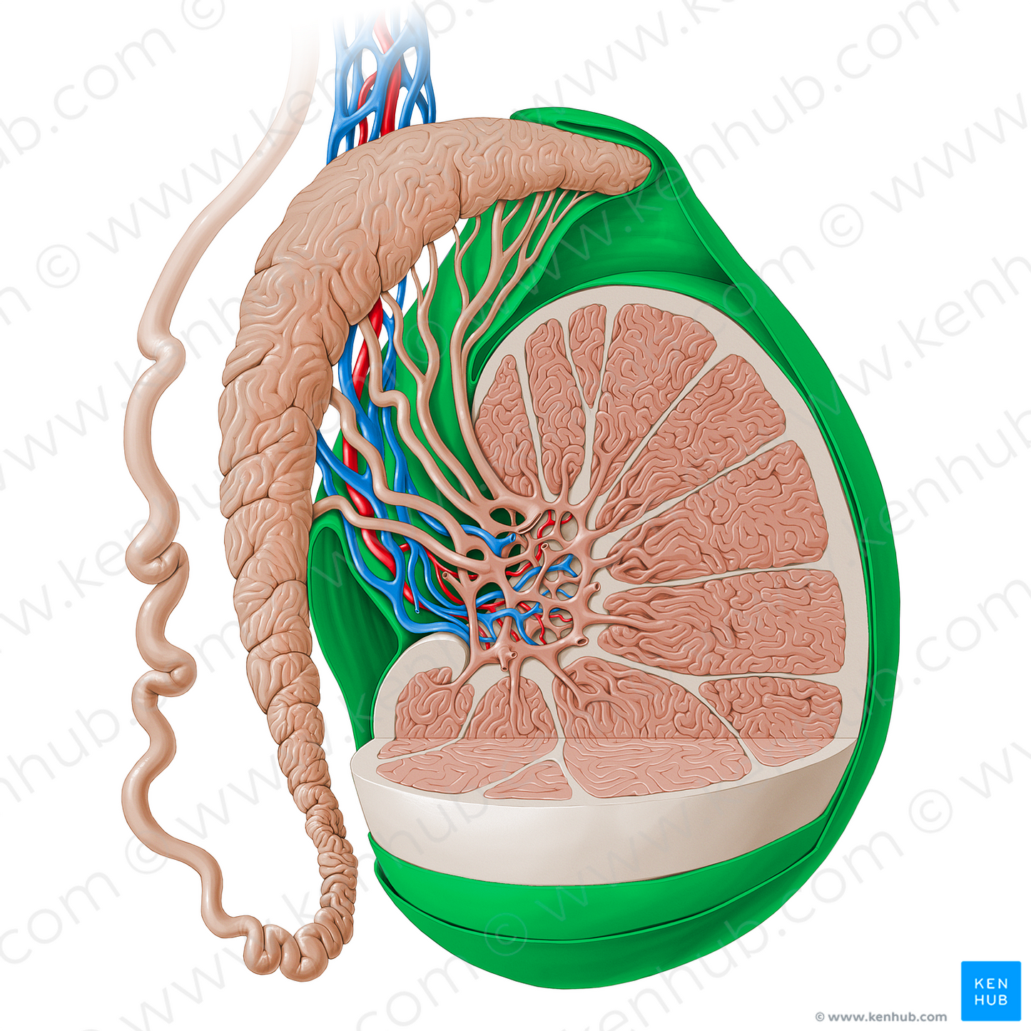 Tunica vaginalis of testis (#13852)