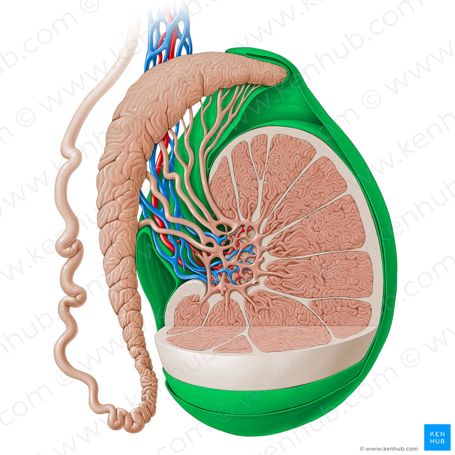 Tunica vaginalis of testis (#13852)