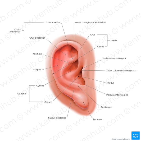External ear: lateral view (Latin)