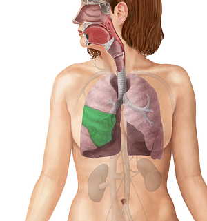 Middle lobe of right lung (#4843)