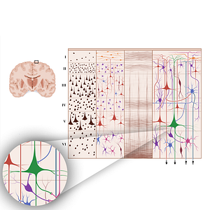 Large pyramidal cell (#18942)