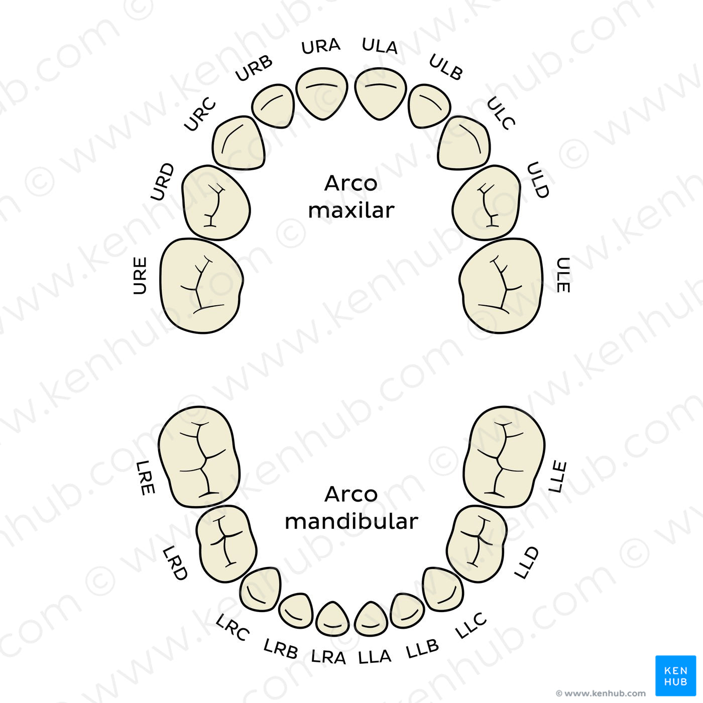 Alphanumeric Notation (deciduous teeth) (Portuguese)