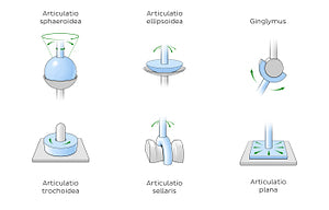 Types of synovial joints (Latin)