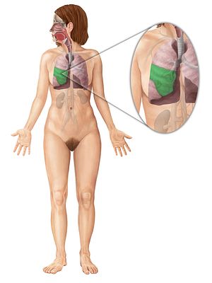 Middle lobe of right lung (#4846)