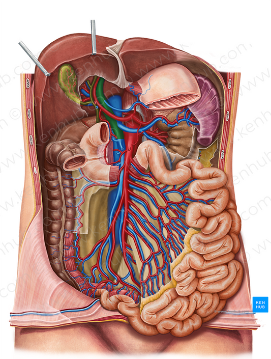 Hepatic portal vein (#10474)