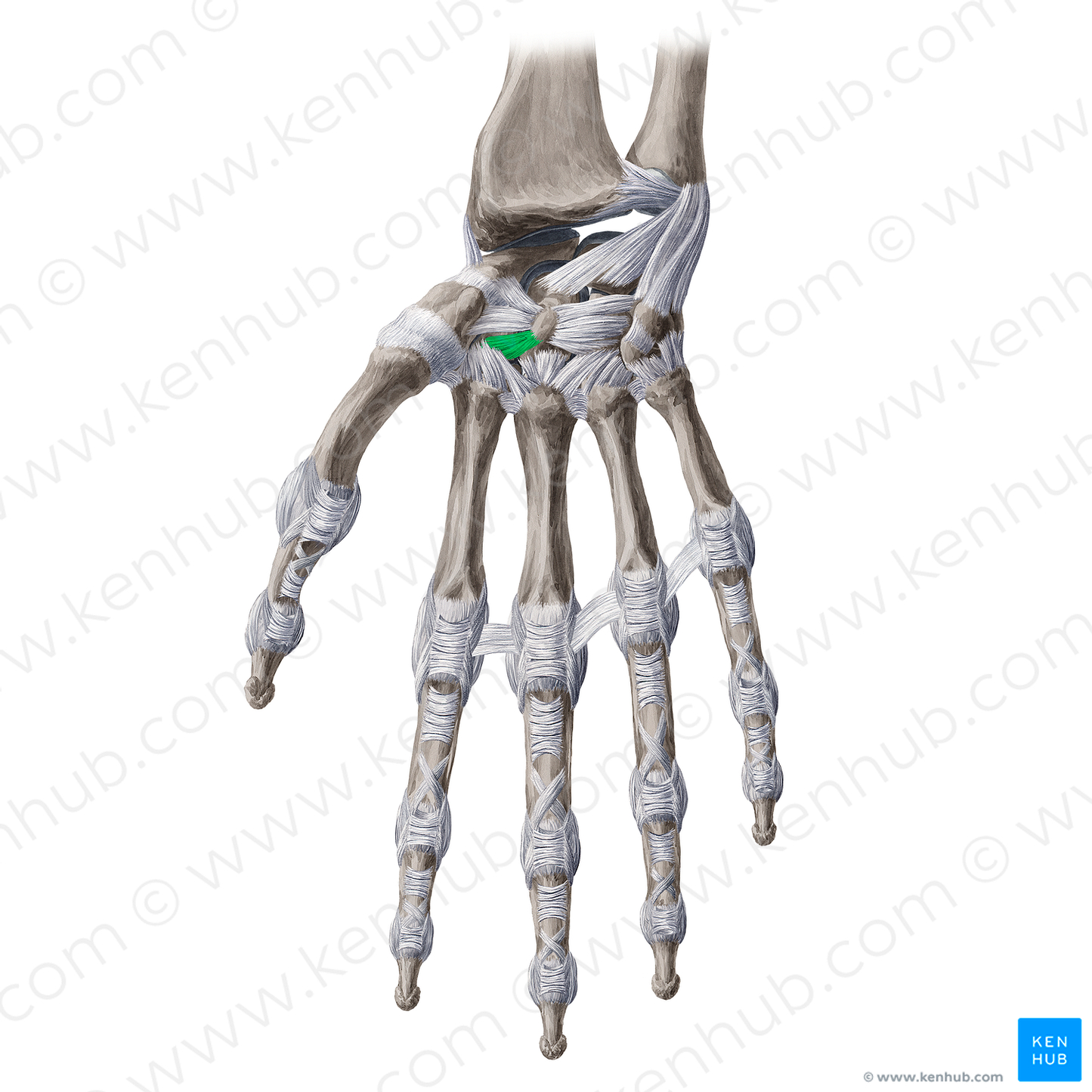 Palmar trapezoideocapitate ligament (#19994)