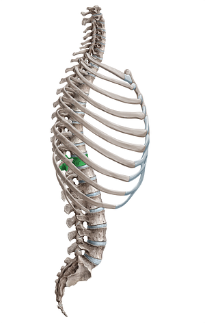 Vertebra T11 (#18122)