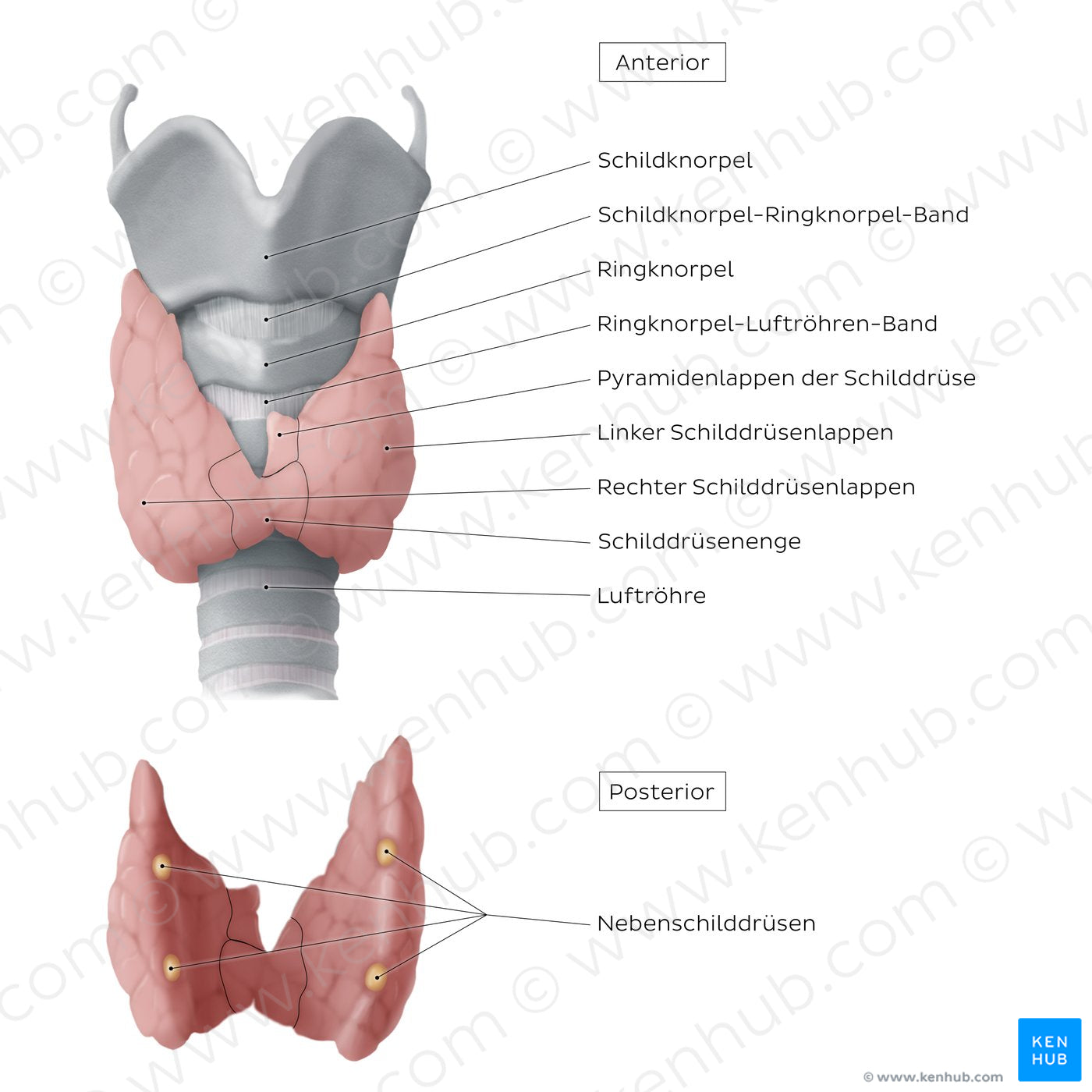 Thyroid and parathyroid glands (German)