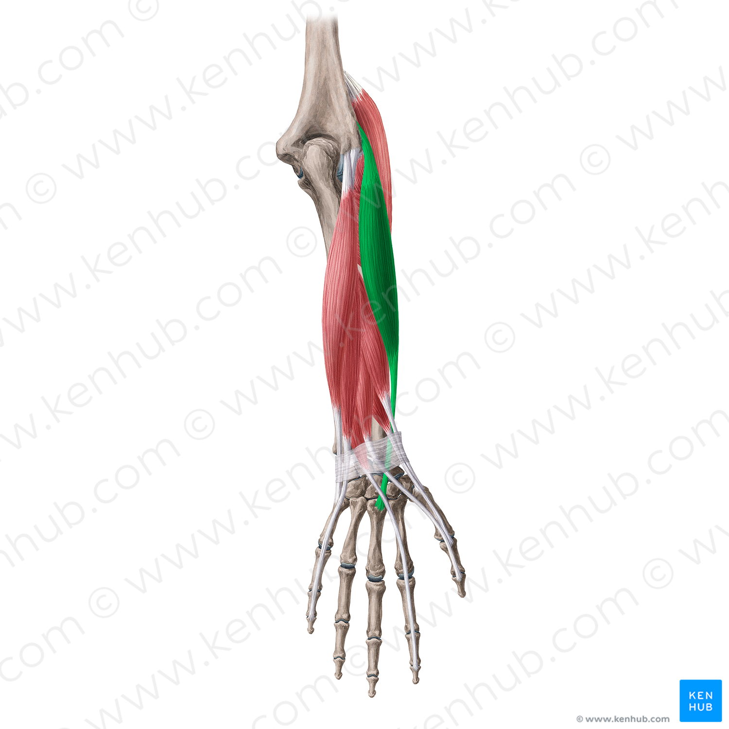 Extensor carpi radialis brevis muscle (#20068)