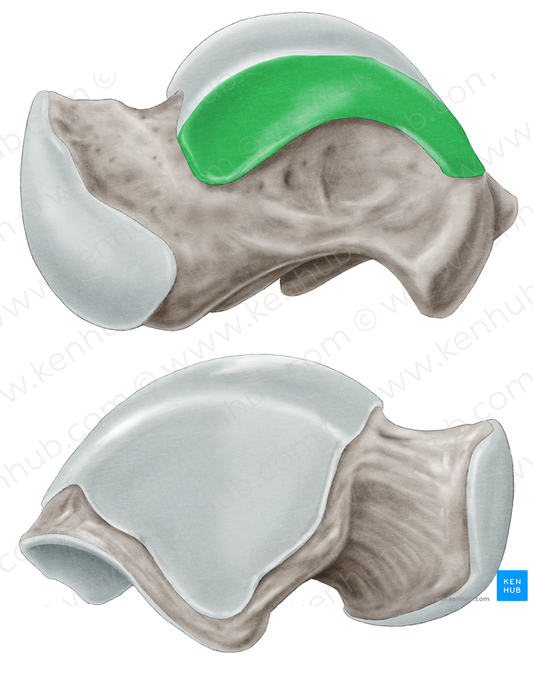 Medial malleolar facet of talus (#3516)