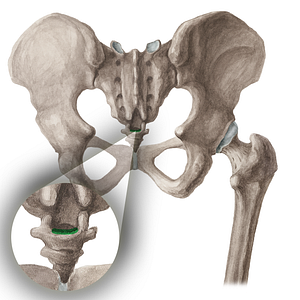 Sacrococcygeal joint (#16044)