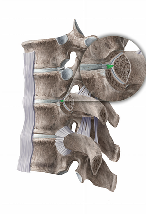 Intraarticular ligament of head of rib (#11267)