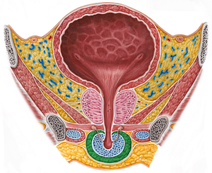 Bulbospongiosus muscle (male) (#5252)